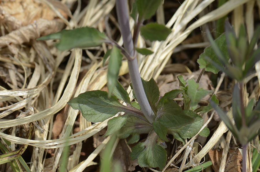 Valeriana tripteris / Valeriana trifogliata